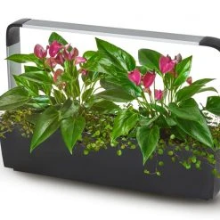 Tregren Kjøkkenhage/minidrivhus T12, Sort