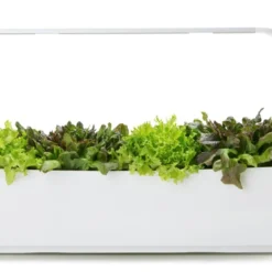 Tregren Kjøkkenhage/minidrivhus T12, Hvit