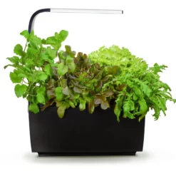 Tregren Kjøkkenhage/minidrivhus T6, Sort